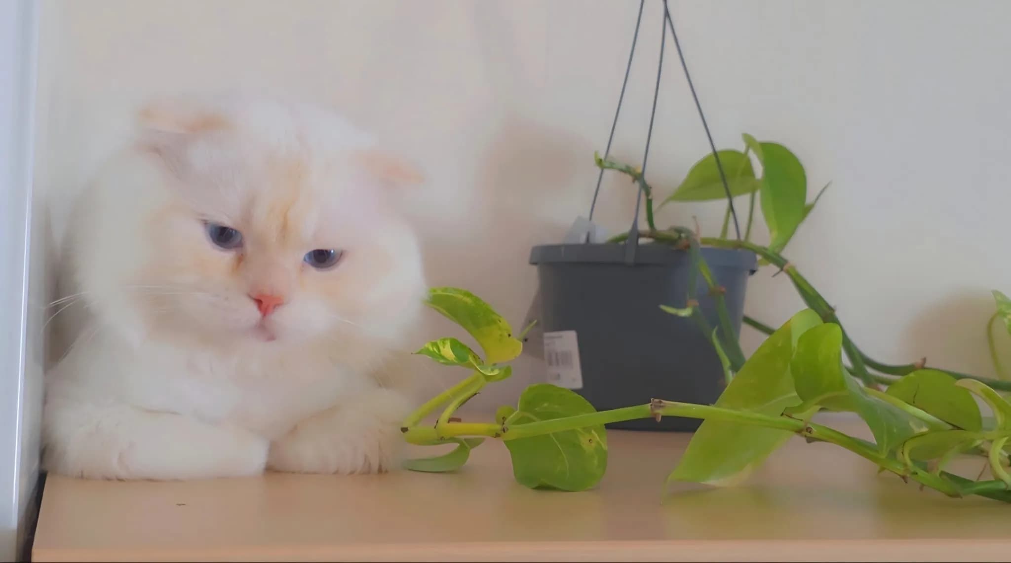 Katze - 5