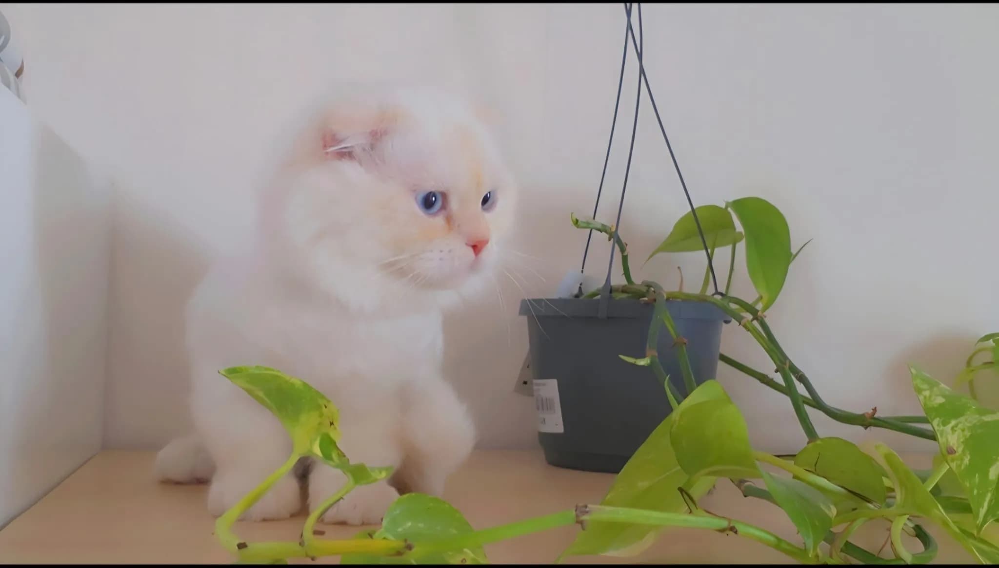 Katze - 7