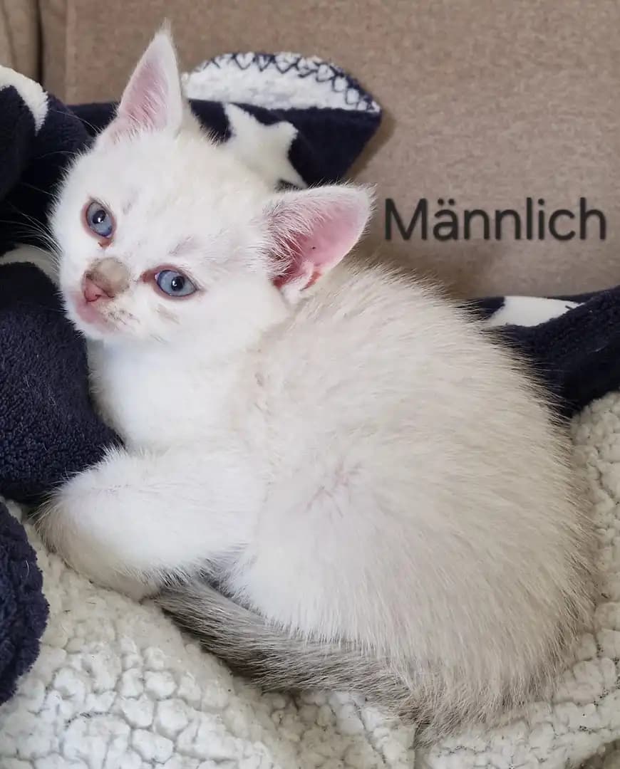 3 Süße BKH Kätzchen - 4