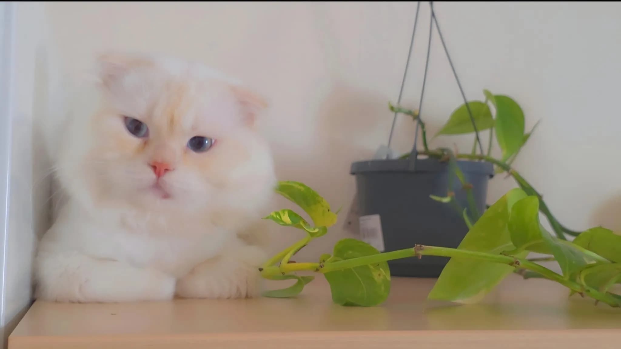 Katze